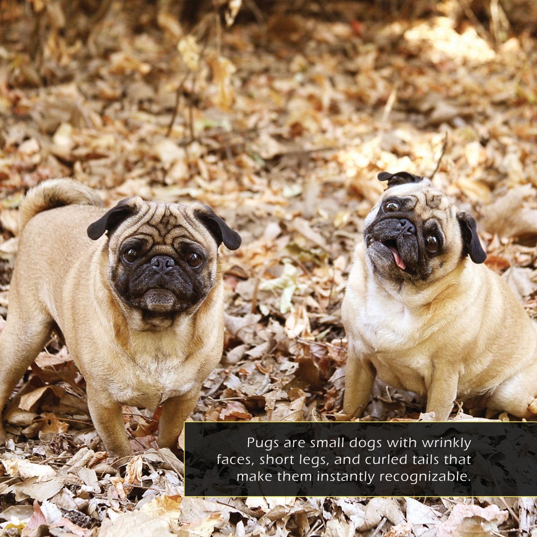 Pugs! A My Incredible World Picture Book for Children