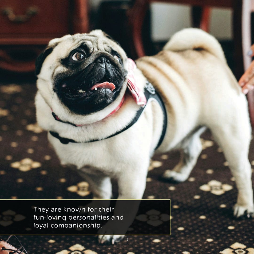 Pugs! A My Incredible World Picture Book for Children