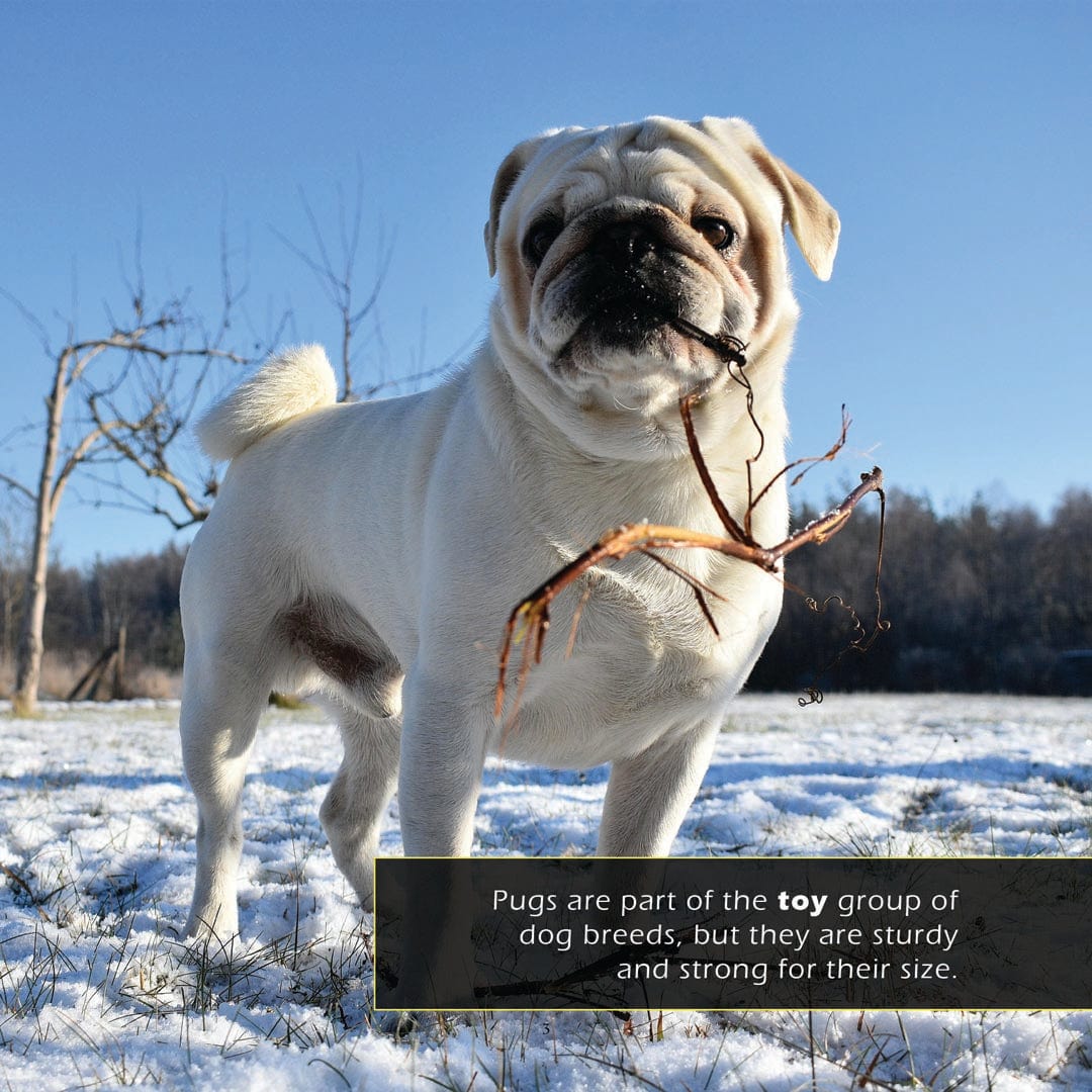 Pugs! A My Incredible World Picture Book for Children