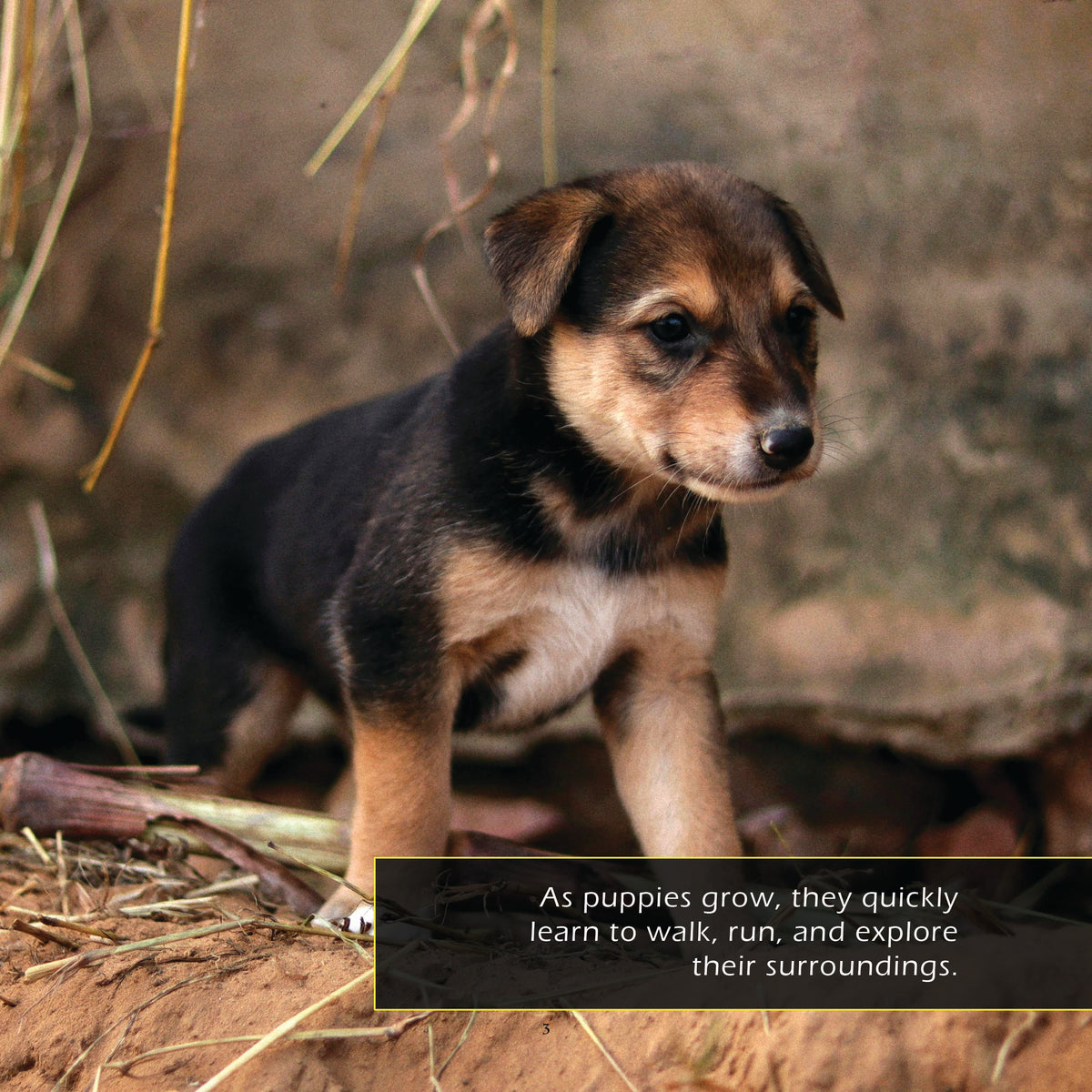 Puppies! A My Incredible World Picture Book for Children
