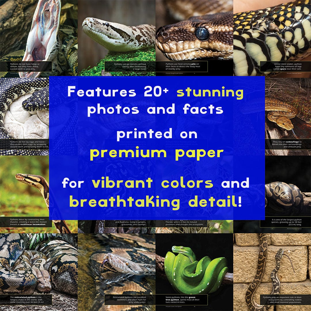Pythons! A My Incredible World Picture Book for Children