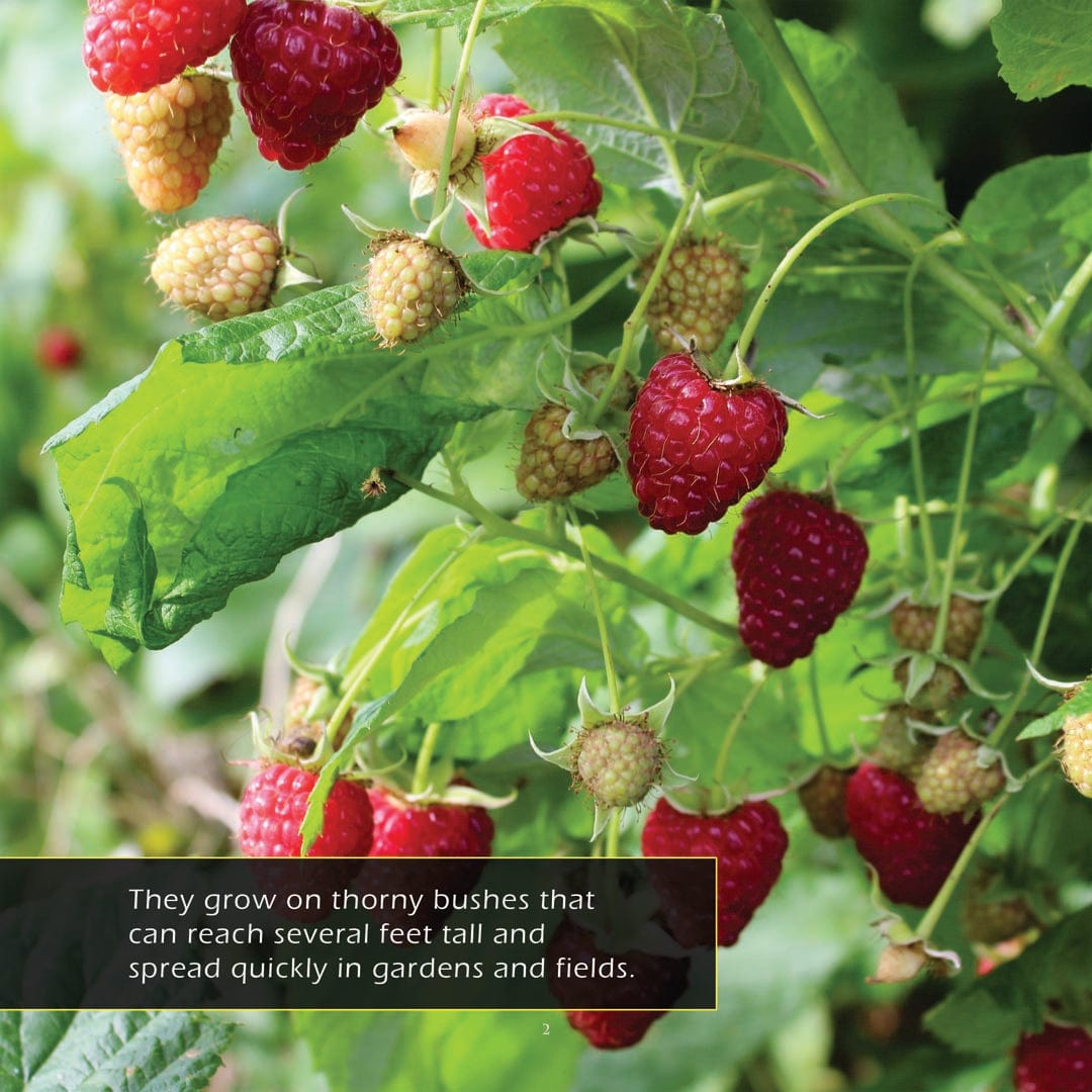 Raspberries! A My Incredible World Picture Book for Children
