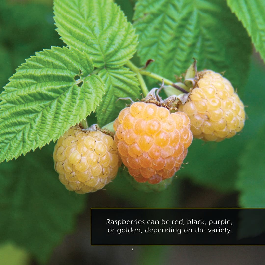 Raspberries! A My Incredible World Picture Book for Children