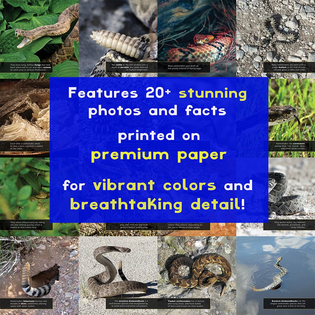 Rattlesnakes! A My Incredible World Picture Book for Children