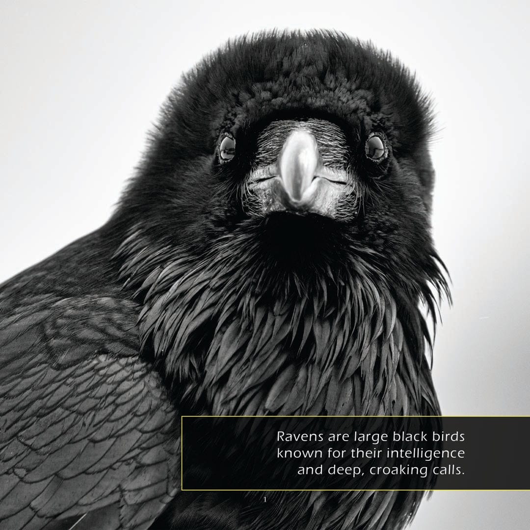 Ravens! A My Incredible World Picture Book for Children
