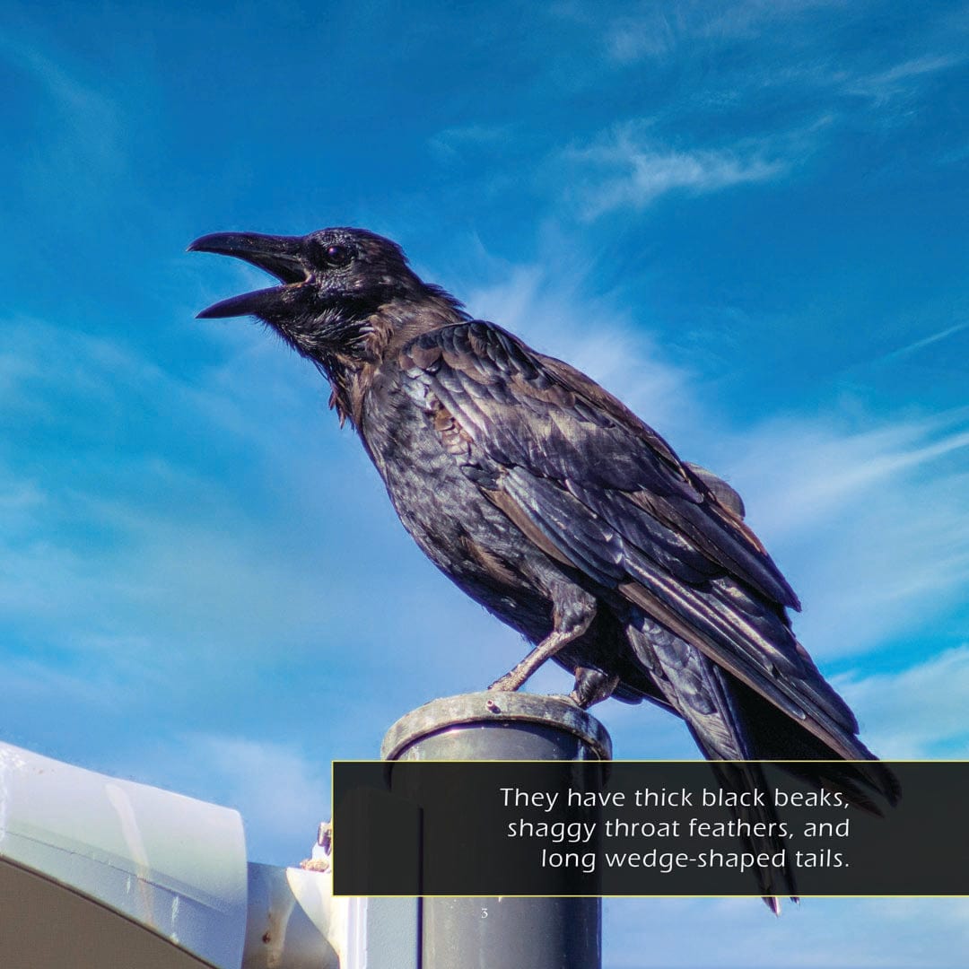 Ravens! A My Incredible World Picture Book for Children