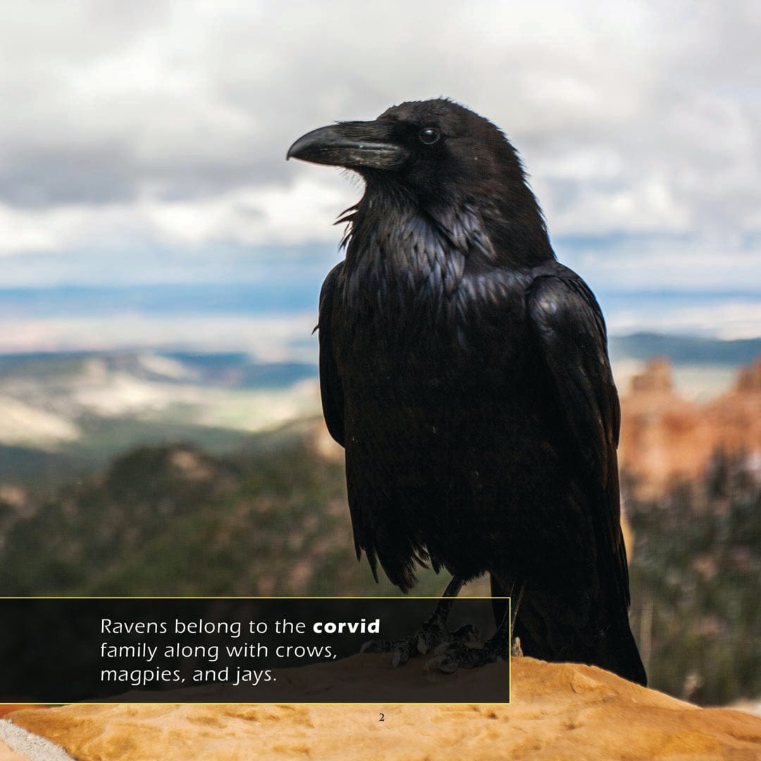 Ravens! A My Incredible World Picture Book for Children