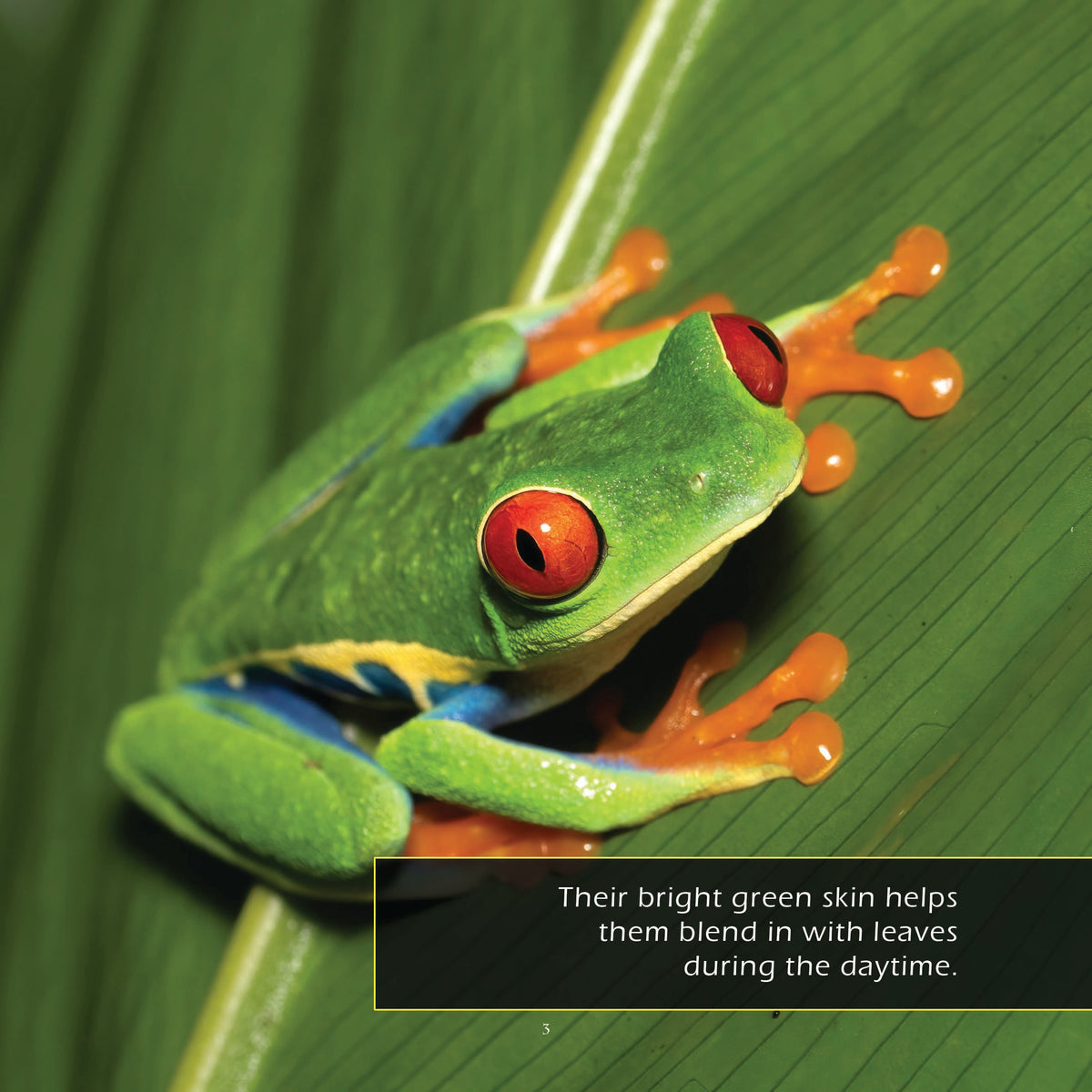 Red-Eyed Tree Frogs! A My Incredible World Picture Book for Children