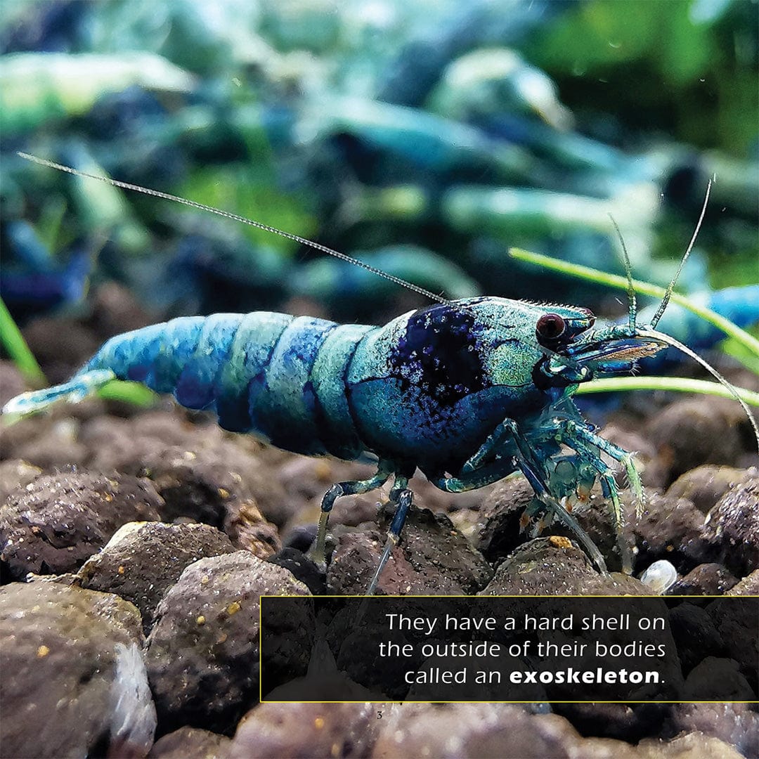 Shrimp! A My Incredible World Picture Book for Children