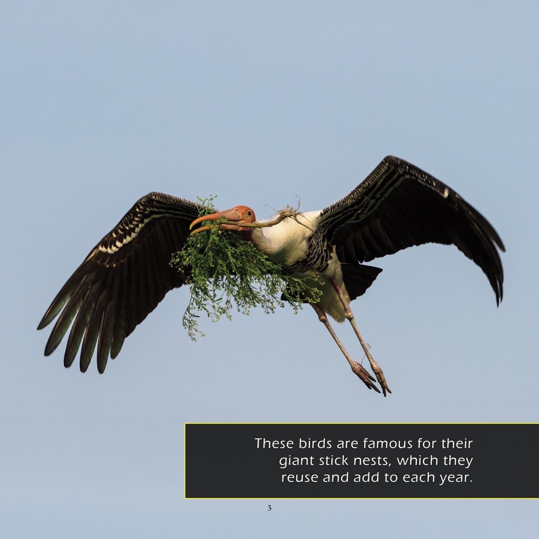 Storks! A My Incredible World Picture Book for Children