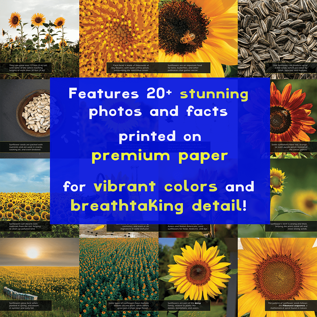 Sunflowers! A My Incredible World Picture Book for Children