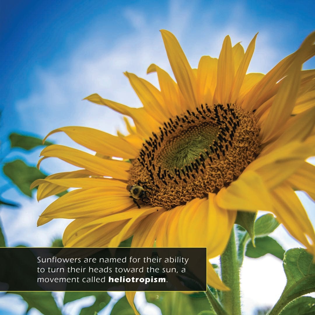 Sunflowers! A My Incredible World Picture Book for Children