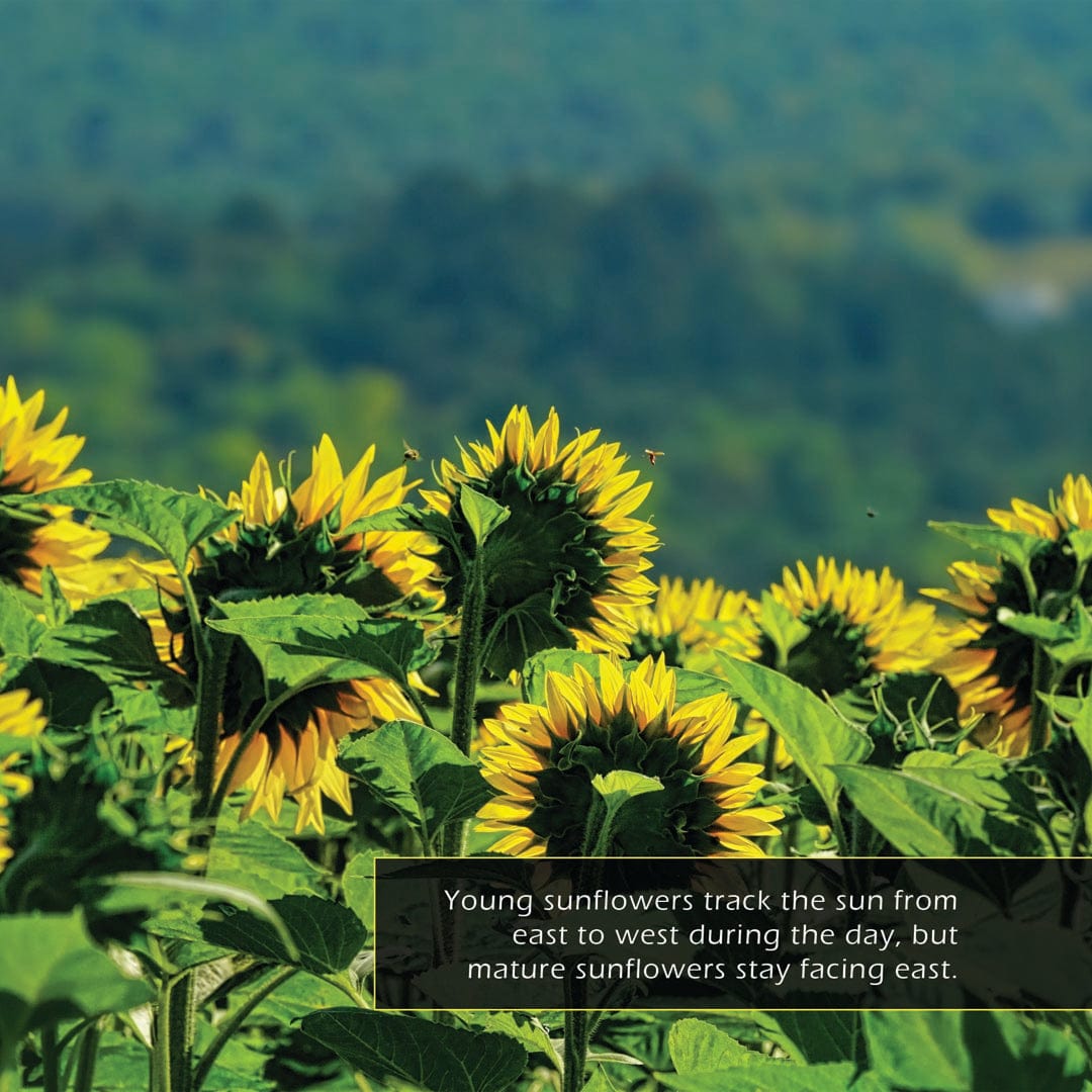Sunflowers! A My Incredible World Picture Book for Children