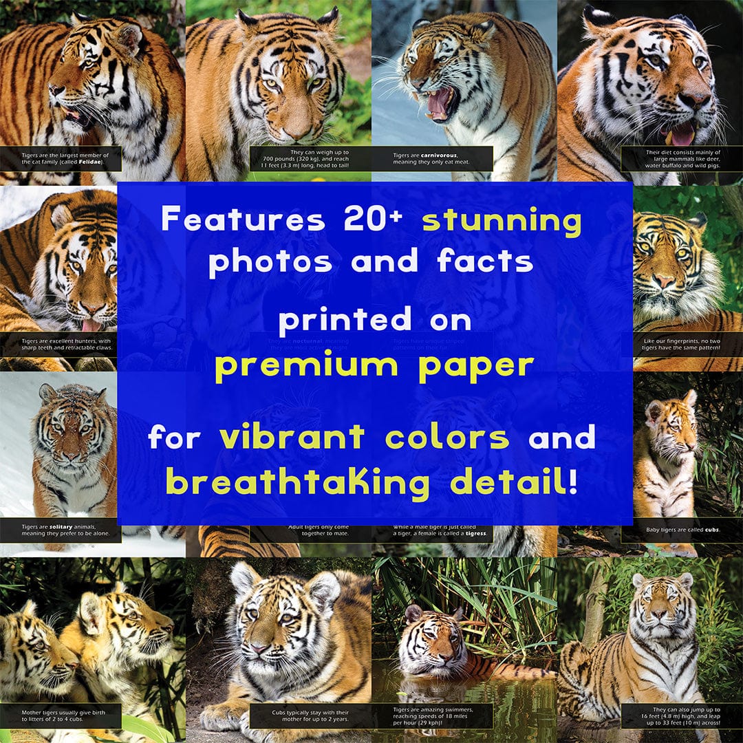 Tigers! A My Incredible World Picture Book for Children