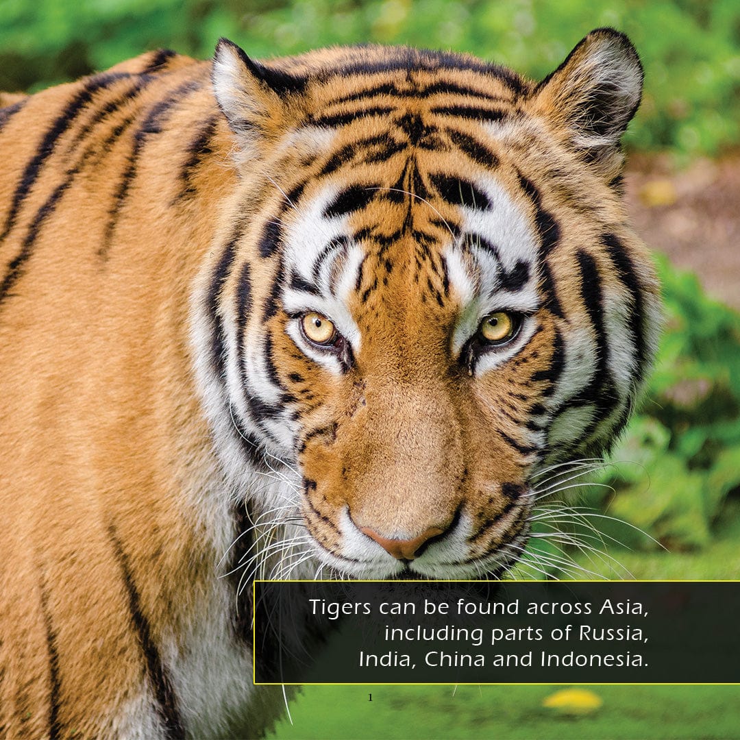 Tigers! A My Incredible World Picture Book for Children