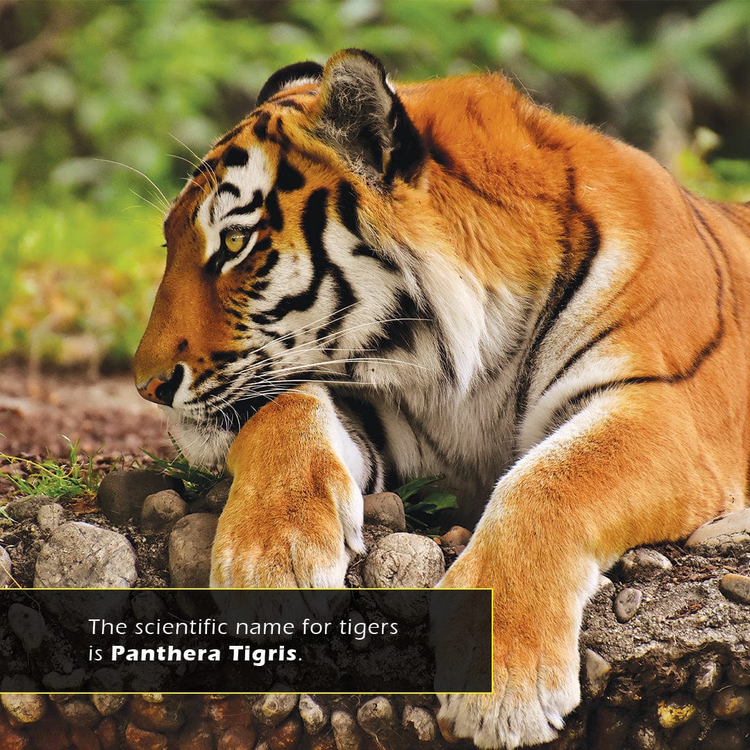 Tigers! A My Incredible World Picture Book for Children