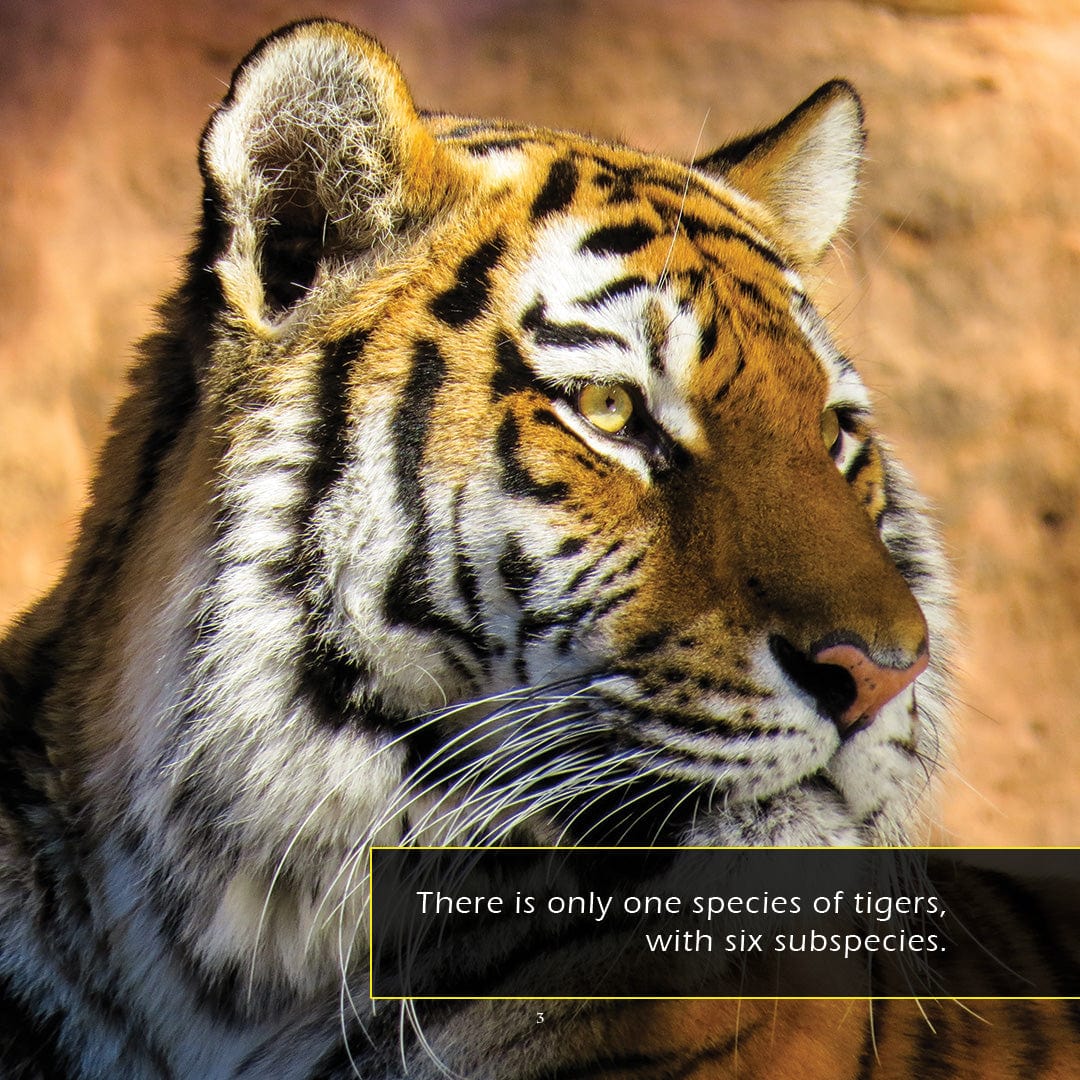 Tigers! A My Incredible World Picture Book for Children