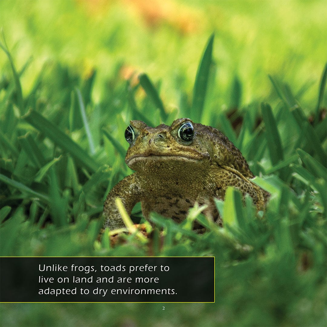 Toads! A My Incredible World Picture Book for Children