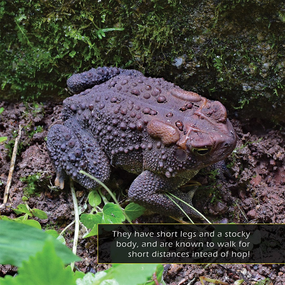 Toads! A My Incredible World Picture Book for Children