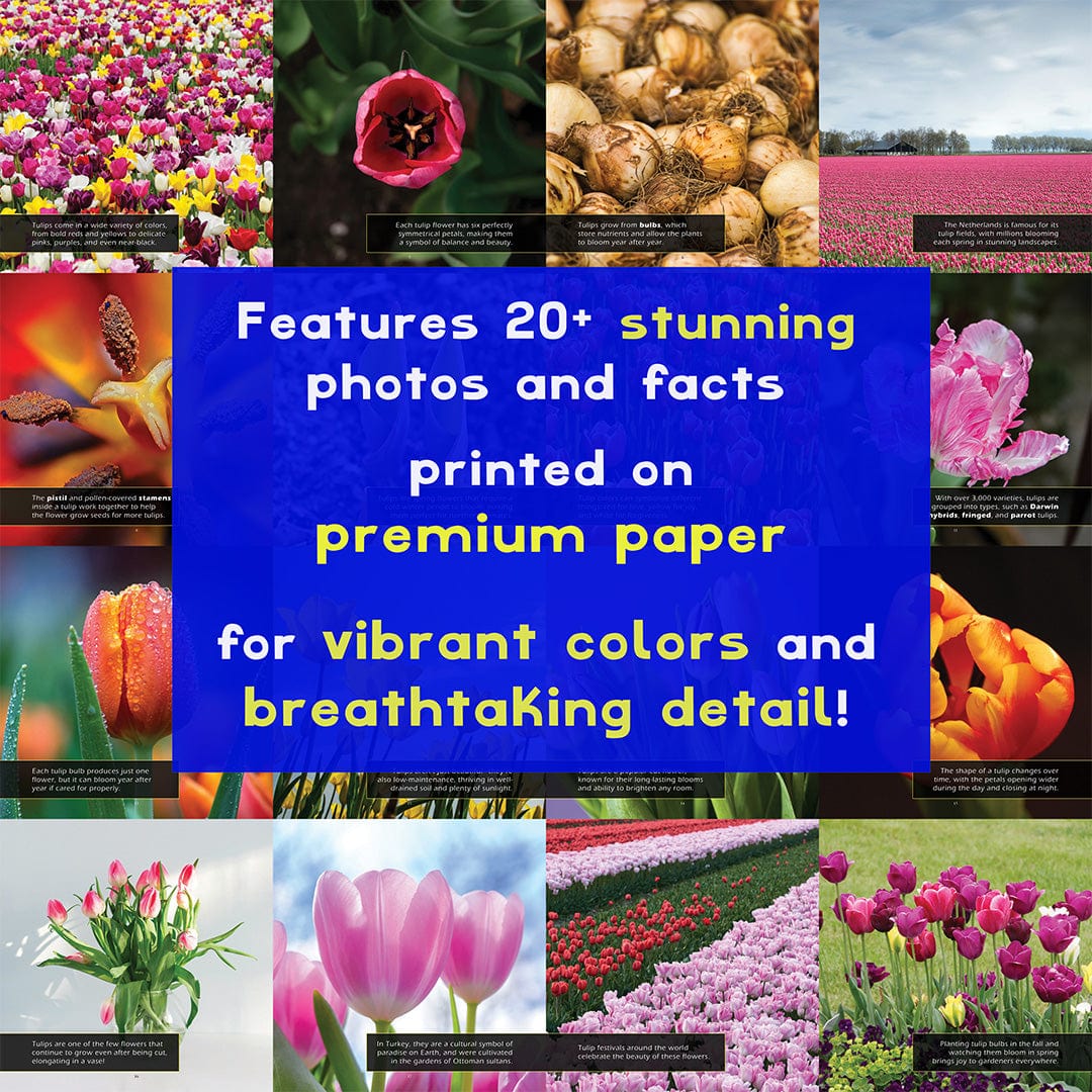 Tulips! A My Incredible World Picture Book for Children