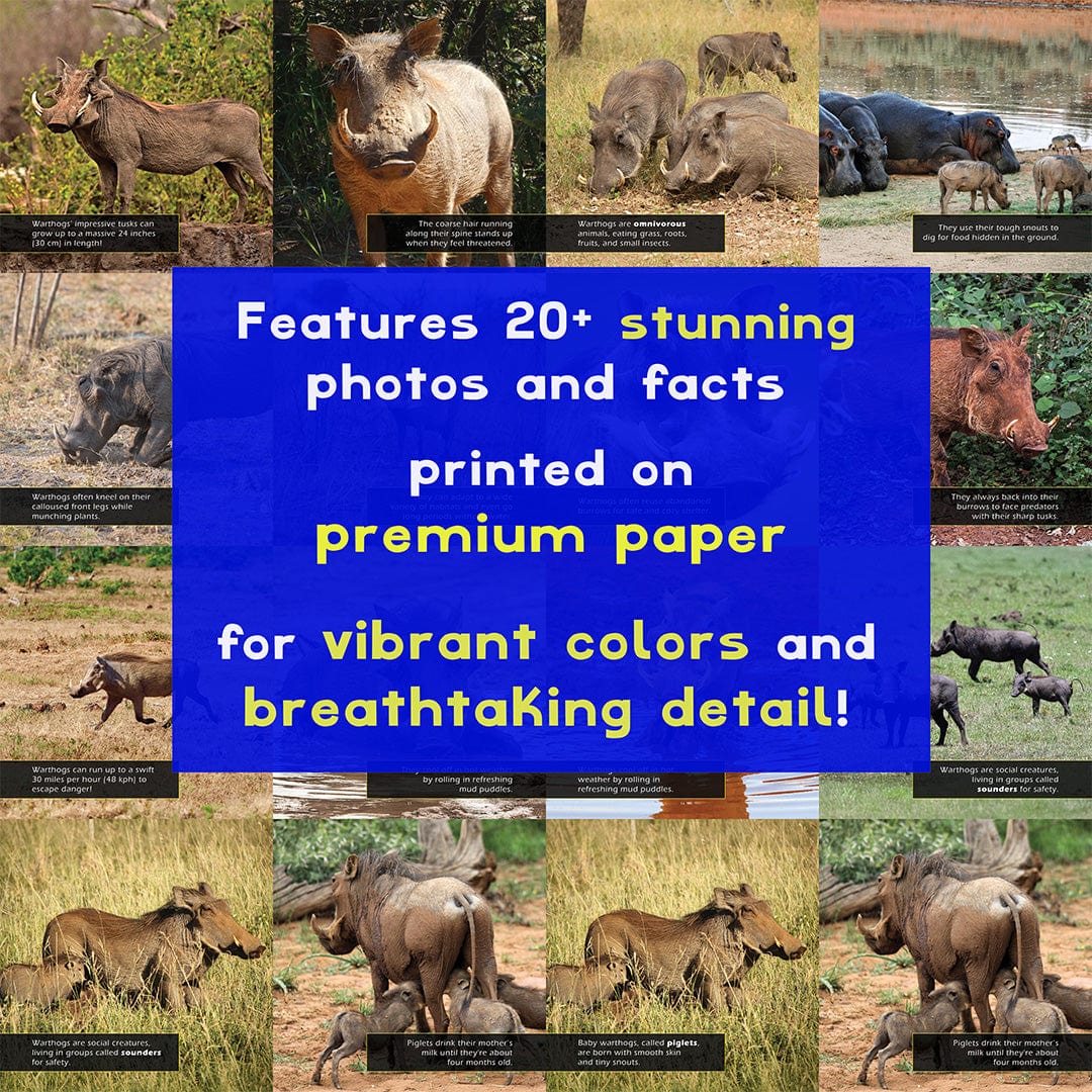 Warthogs! A My Incredible World Picture Book for Children