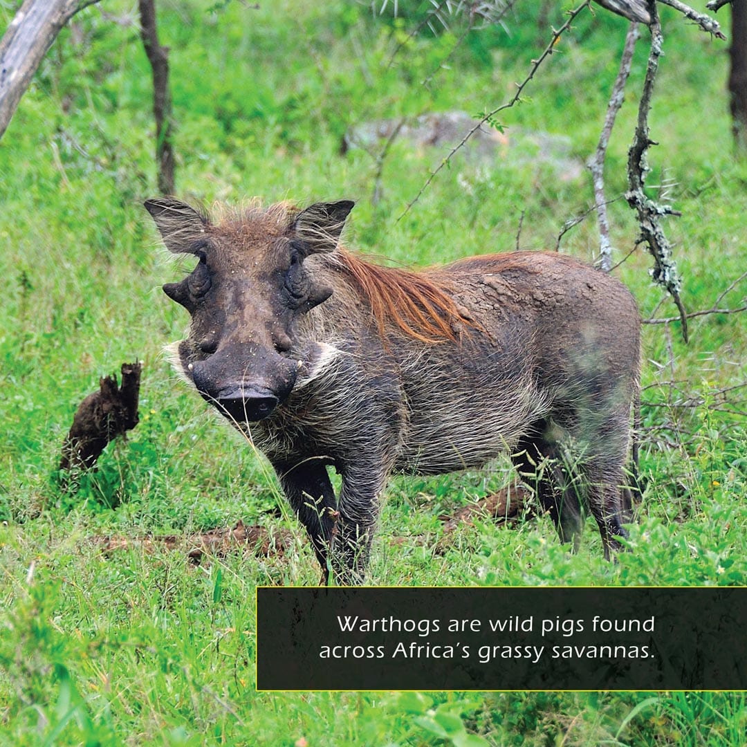 Warthogs! A My Incredible World Picture Book for Children
