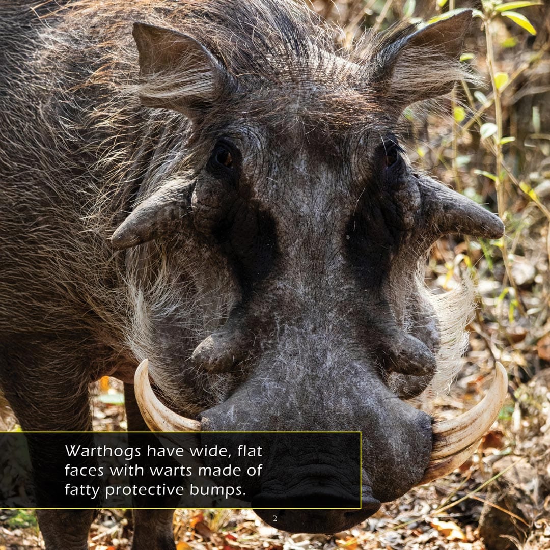 Warthogs! A My Incredible World Picture Book for Children