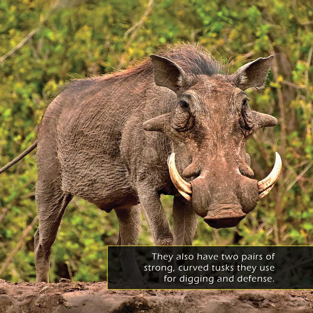 Warthogs! A My Incredible World Picture Book for Children