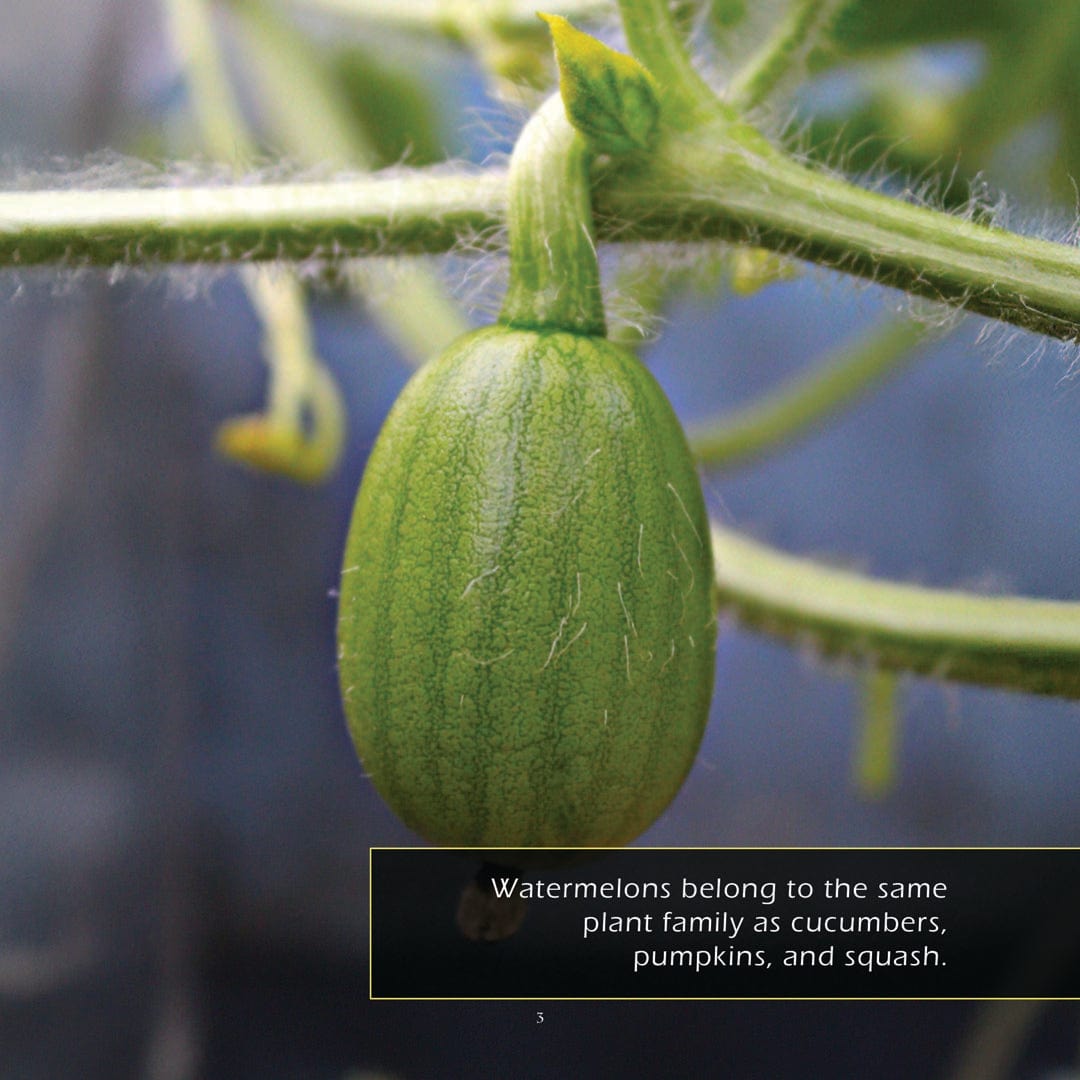 Watermelons! A My Incredible World Picture Book for Children
