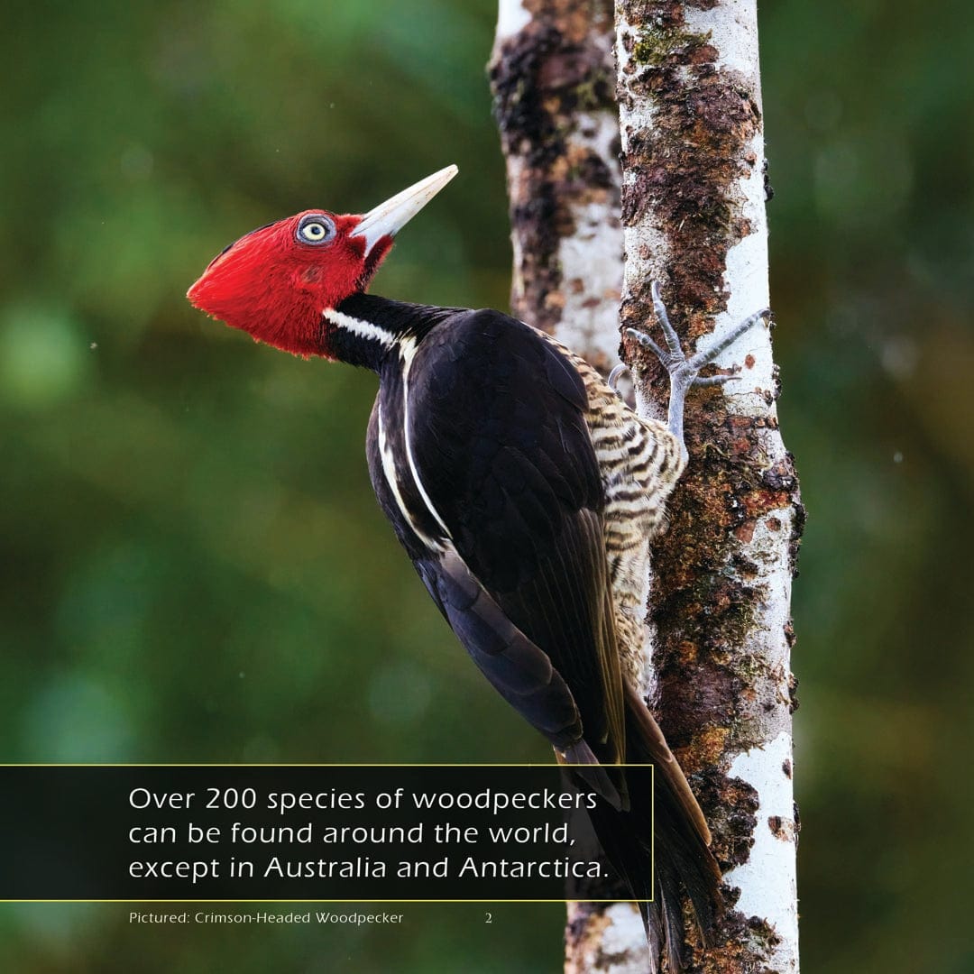 Woodpeckers! A My Incredible World Picture Book for Children