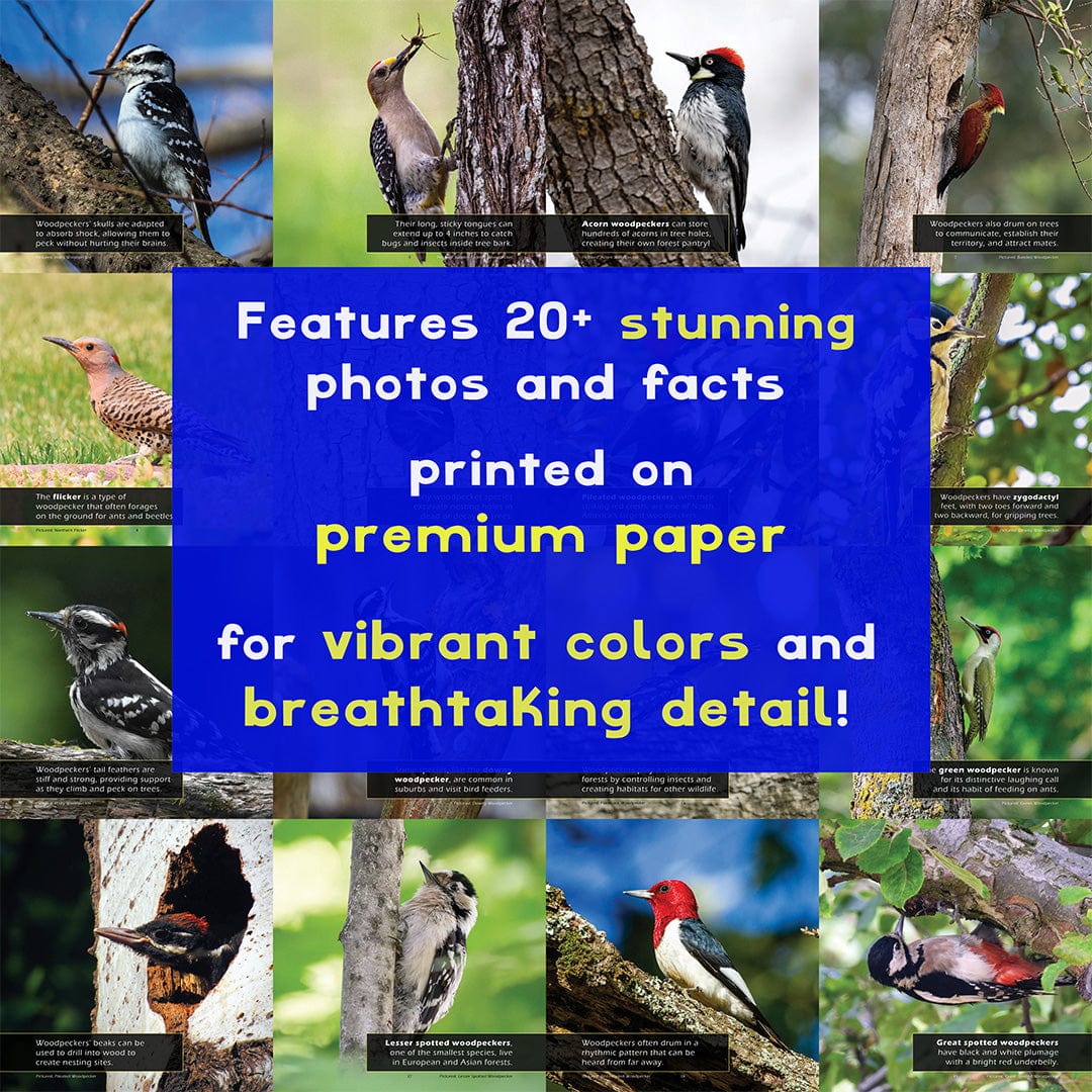Woodpeckers! A My Incredible World Picture Book for Children