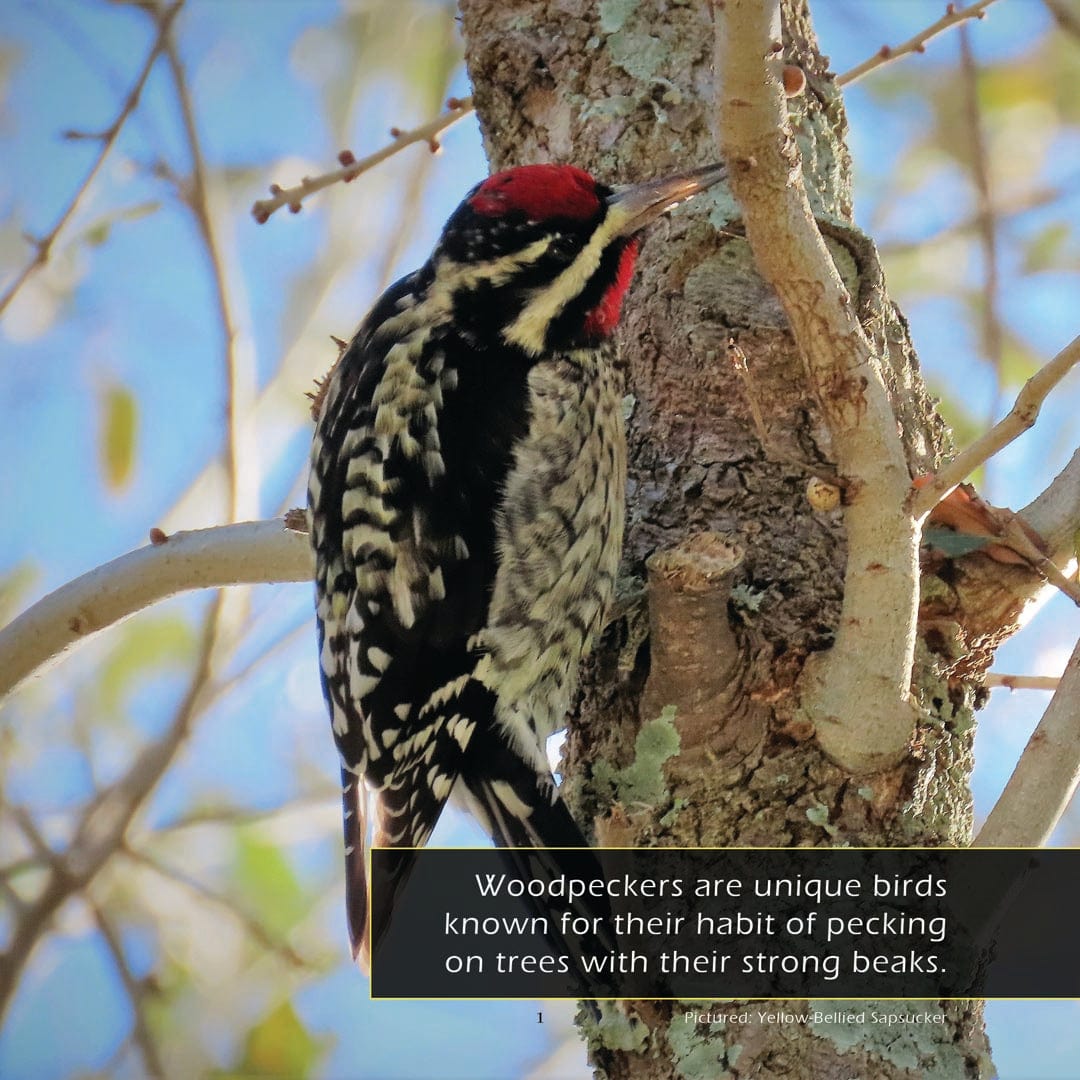 Woodpeckers! A My Incredible World Picture Book for Children