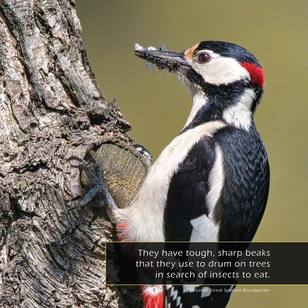 Woodpeckers! A My Incredible World Picture Book for Children