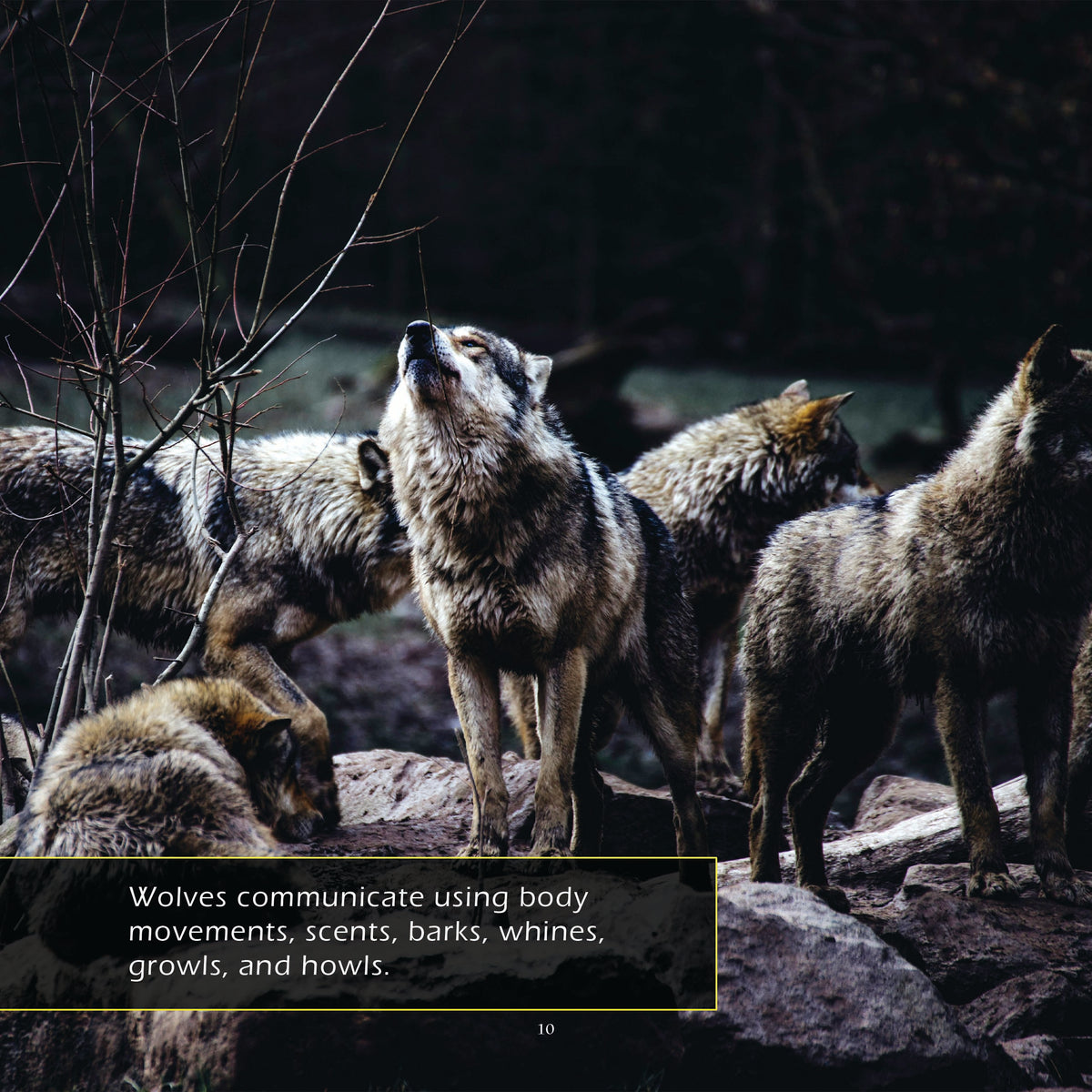 Gray Wolves! A My Incredible World Picture Book for Children