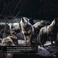 Gray Wolves! A My Incredible World Picture Book for Children