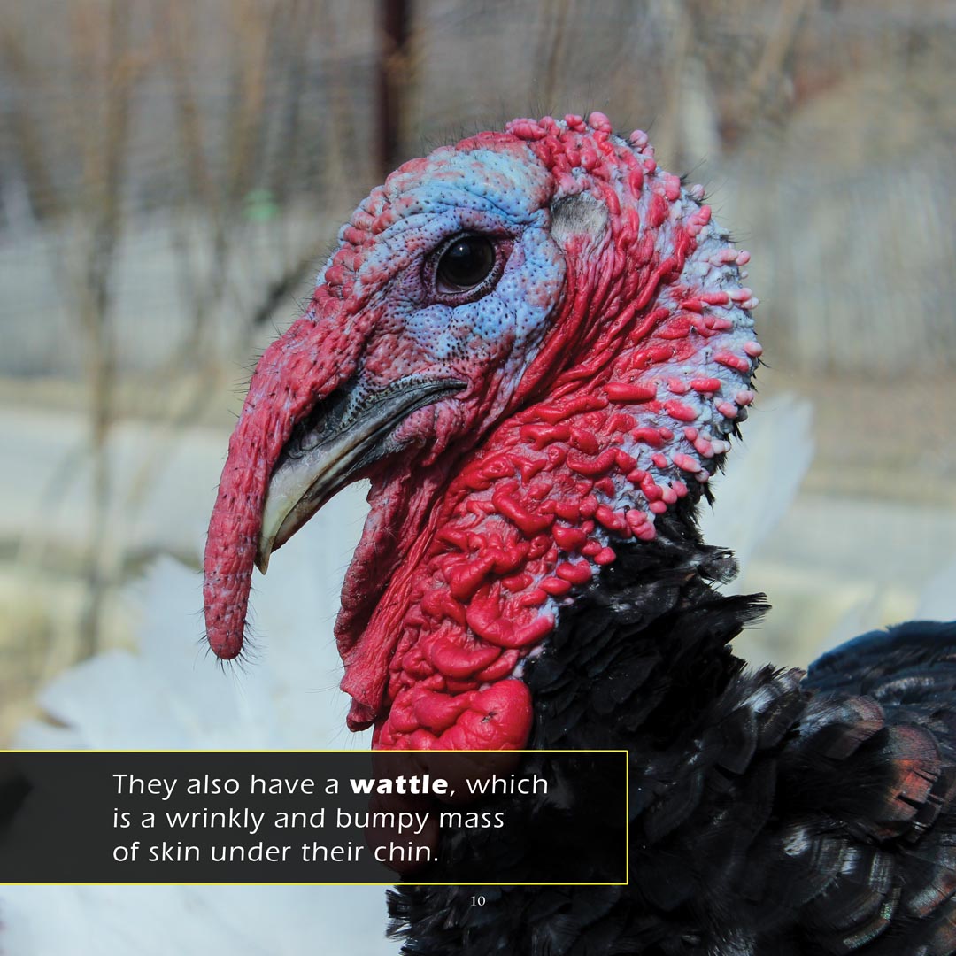 Turkeys! Classroom 10-Pack