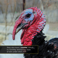 Turkeys! Classroom 10-Pack