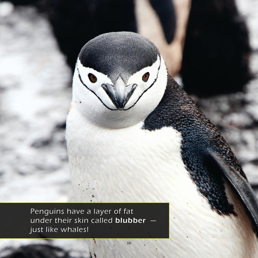 Penguins! A My Incredible World Picture Book for Children