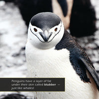 Penguins! A My Incredible World Picture Book for Children