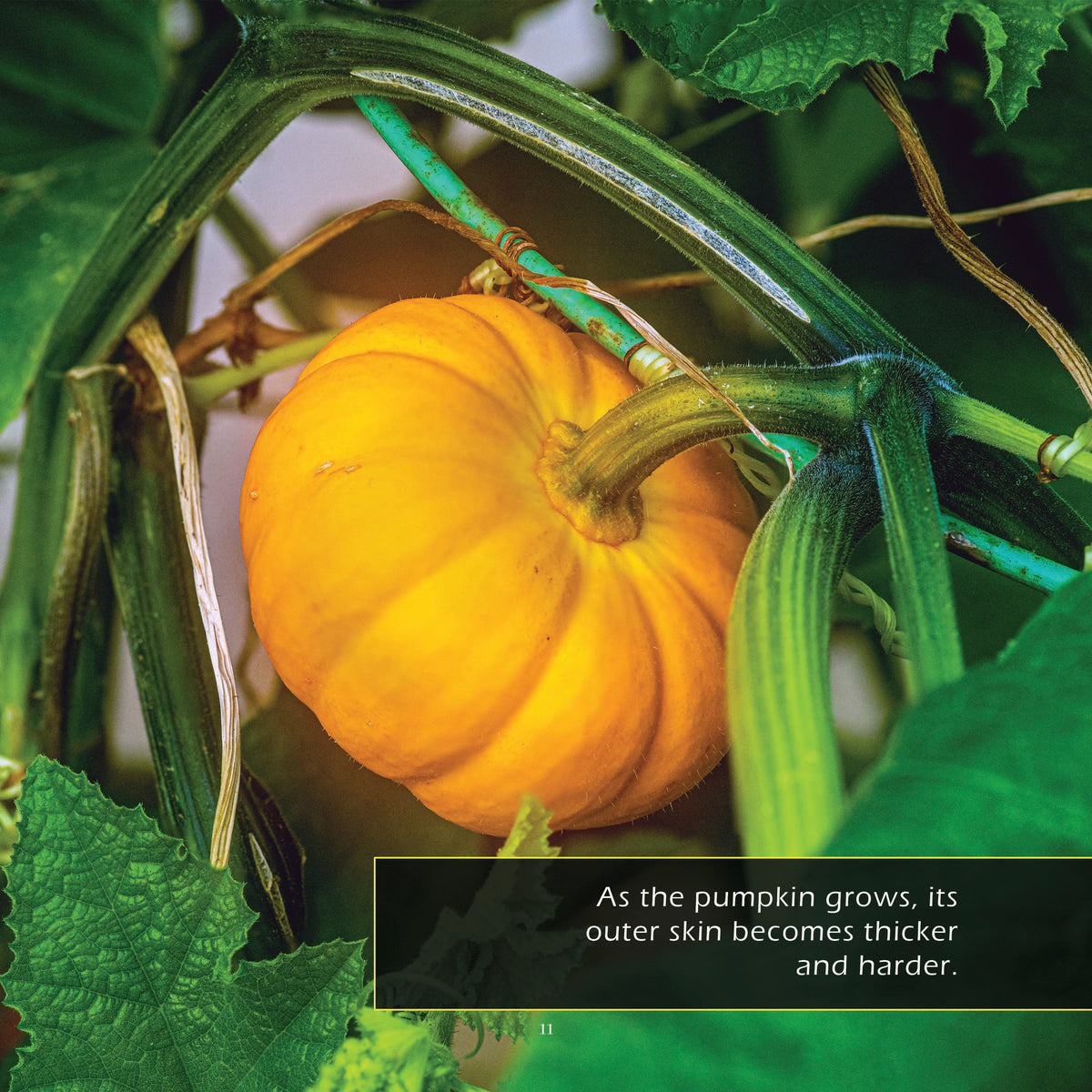 Mini Pumpkins! A My Incredible World Picture Book for Children