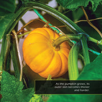 Mini Pumpkins! A My Incredible World Picture Book for Children