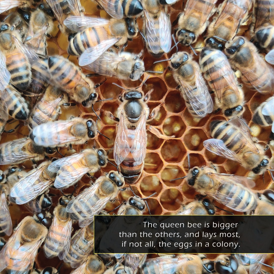 Bees! Classroom 10-Pack