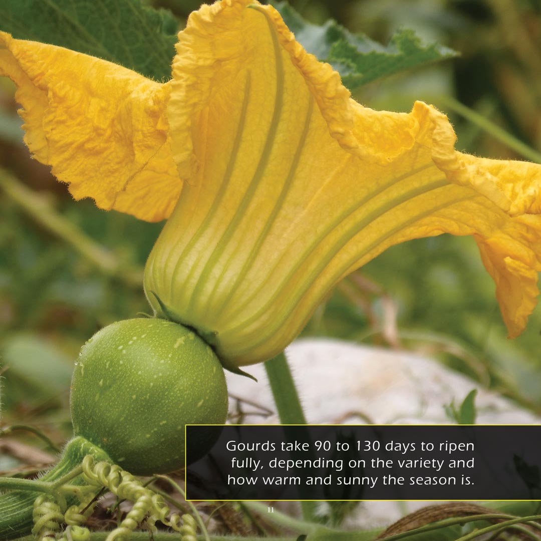 Gourds! A My Incredible World Picture Book for Children