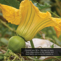 Gourds! A My Incredible World Picture Book for Children