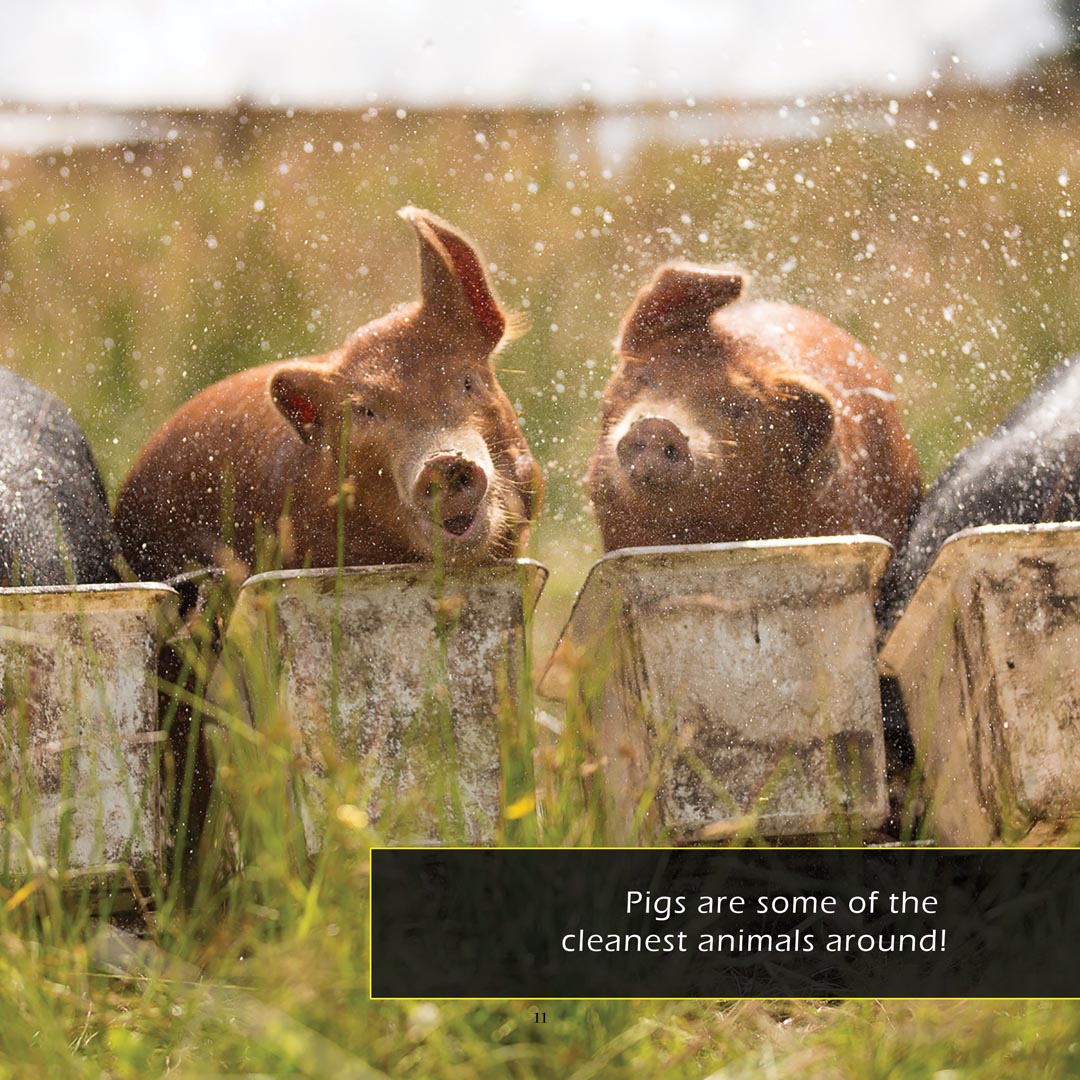 Pigs! A My Incredible World Picture Book for Children