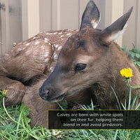 Elk! A My Incredible World Picture Book for Children
