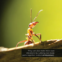 Ants! A My Incredible World Picture Book for Children