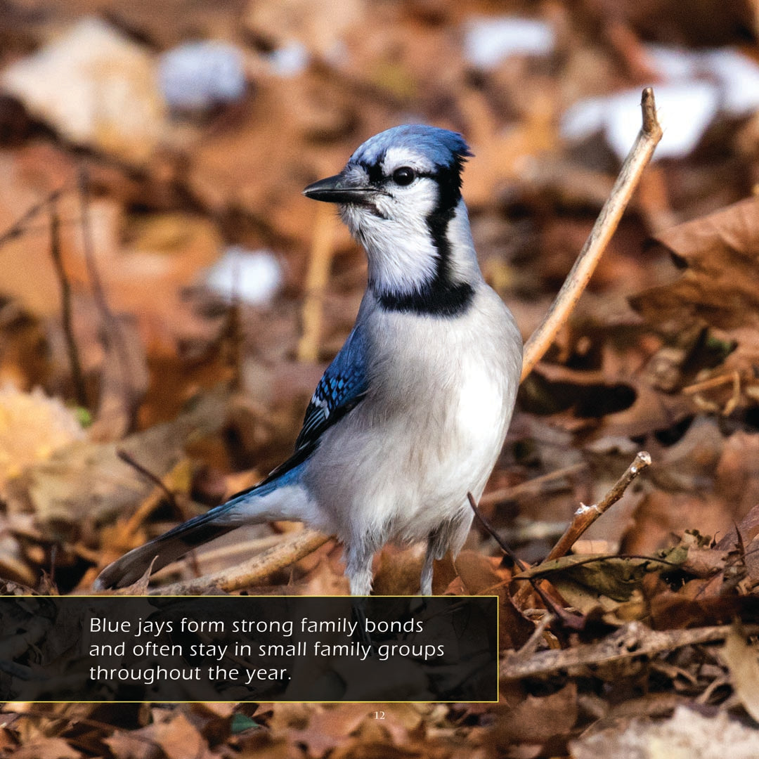 Blue Jays! Classroom 10-Pack