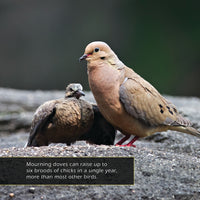 Mourning Doves! Classroom 10-Pack