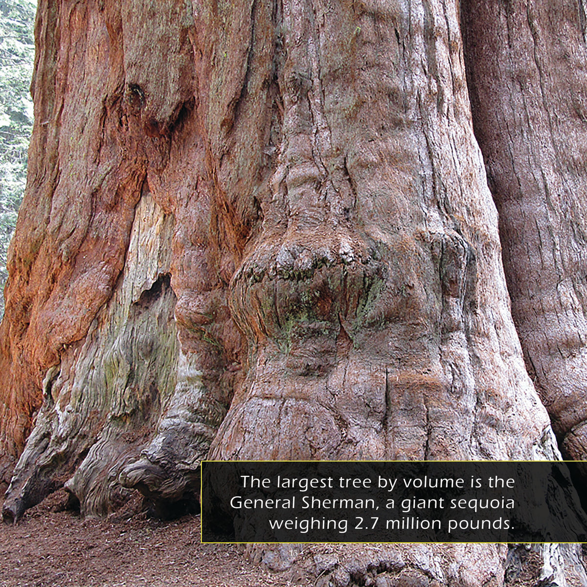 Trees! A My Incredible World Picture Book for Children